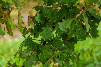 Quercus robur cépée