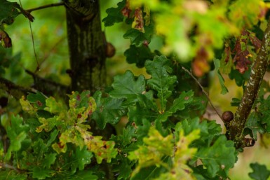 Quercus robur cépée