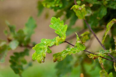 Quercus robur cépée