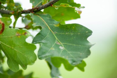 Quercus robur cépée