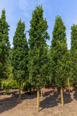 Quercus robur 'Fastigiate Koster' haute-tige 10/12