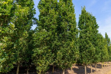 Quercus robur 'Fastigiate Koster' haute-tige 10/12