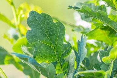 Quercus robur 'Fastigiate Koster' haute-tige 10/12