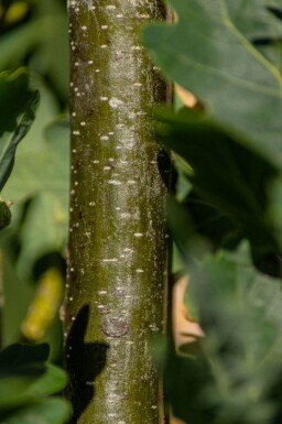 Quercus robur 'Fastigiate Koster' haute-tige 10/12