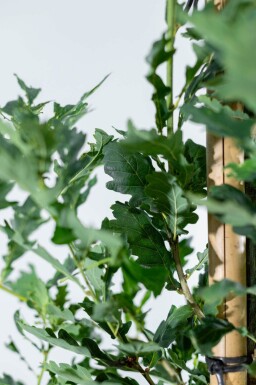 Quercus robur 'Fastigiate Koster' haute-tige 10/12