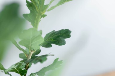 Quercus robur 'Fastigiate Koster' haute-tige 10/12