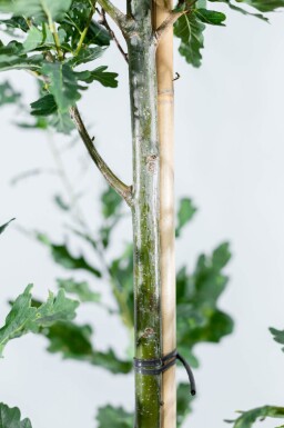 Quercus robur 'Fastigiate Koster' haute-tige 10/12
