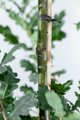 Quercus robur 'Fastigiate Koster' haute-tige 10/12