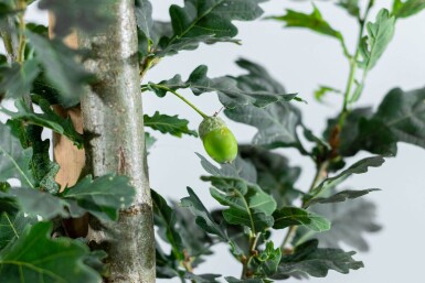 Quercus robur 'Fastigiate Koster' haute-tige 10/12