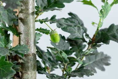 Quercus robur 'Fastigiate Koster' haute-tige 10/12