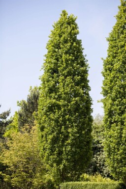 Quercus robur 'Fastigiate Koster' haute-tige 10/12