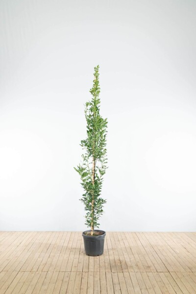 Quercus robur 'Fastigiate Koster' baliveau 8/10