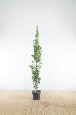 Quercus robur 'Fastigiate Koster' baliveau 8/10