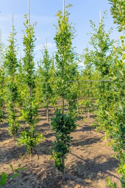 Quercus robur 'Fastigiate Koster' baliveau 8/10