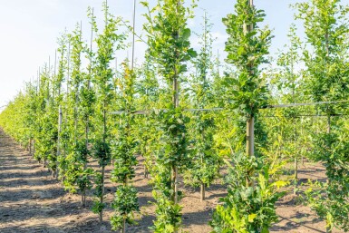 Quercus robur 'Fastigiate Koster' baliveau 8/10