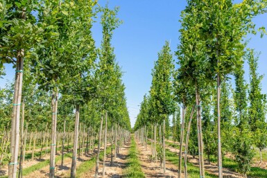 Quercus robur 'Fastigiata' haute-tige 10/12