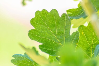 Quercus robur 'Fastigiata' haute-tige 10/12