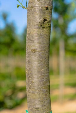 Quercus robur 'Fastigiata' haute-tige 10/12