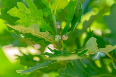 Quercus robur 'Fastigiata' haute-tige 10/12