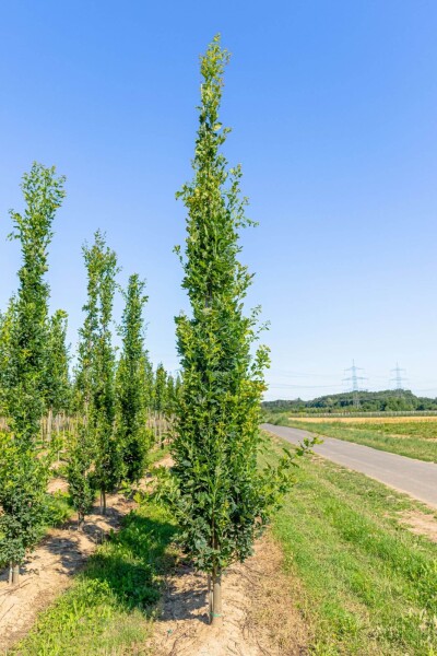 Quercus robur 'Fastigiata' baliveau 8/10