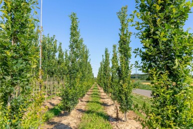 Quercus robur 'Fastigiata' baliveau