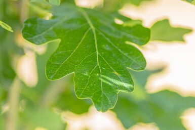 Quercus robur 'Fastigiata' baliveau 8/10