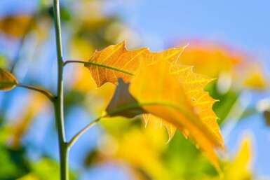 Quercus rubra haute-tige 16/18