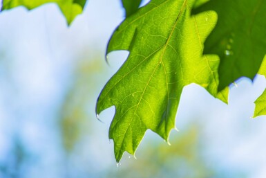 Quercus rubra haute-tige 16/18