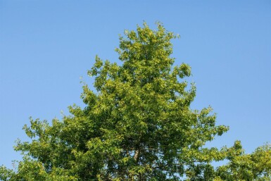 Quercus rubra haute-tige 16/18