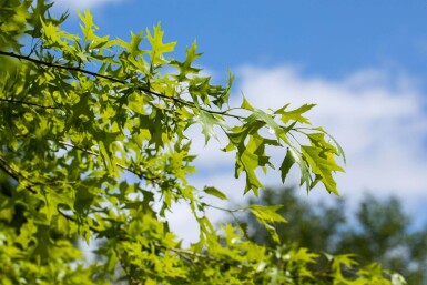 Quercus rubra haute-tige 16/18