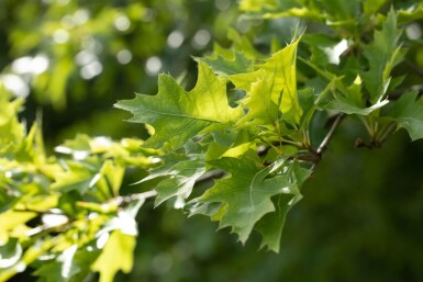 Quercus rubra haute-tige 16/18