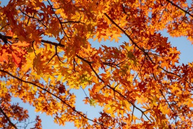 Quercus rubra haute-tige 16/18