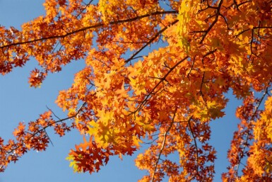 Quercus rubra haute-tige 16/18