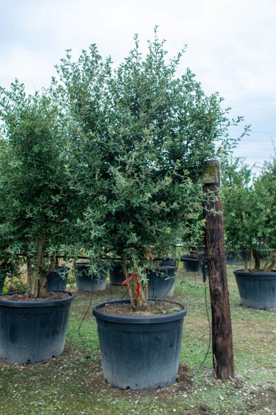 Quercus rubra cépée 200-250