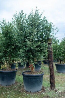 Quercus rubra cépée 200-250