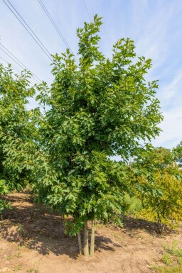Quercus rubra cépée 200-250