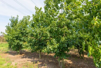 Quercus rubra cépée 200-250