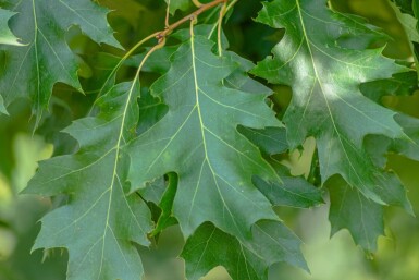 Quercus rubra cépée 200-250