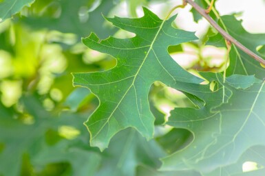 Quercus rubra cépée 200-250