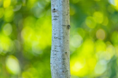Quercus rubra cépée 200-250