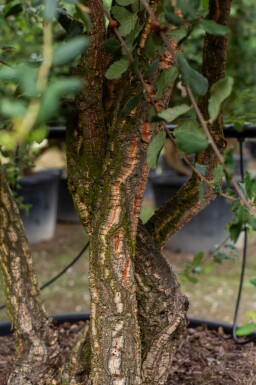 Quercus rubra cépée 200-250