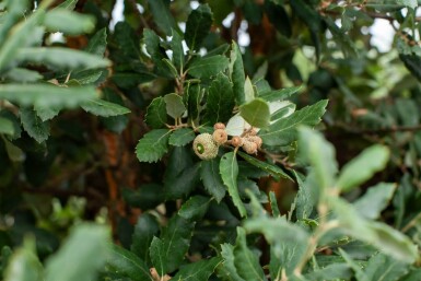 Quercus rubra cépée 200-250