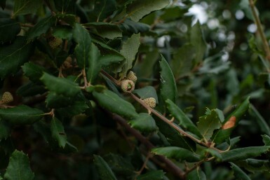 Quercus rubra cépée 200-250