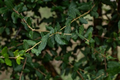 Quercus rubra cépée 200-250