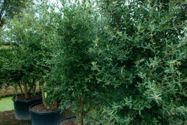 Quercus rubra cépée 200-250