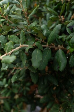 Quercus rubra cépée 200-250
