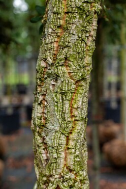 Quercus rubra cépée 200-250