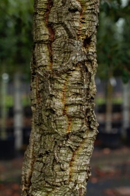 Quercus rubra cépée 200-250