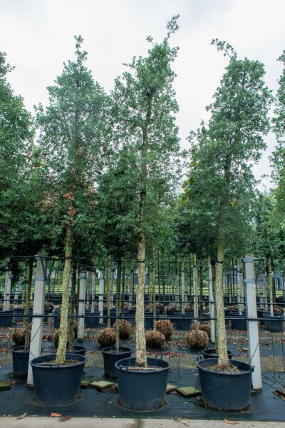 Quercus suber haute-tige 12/14