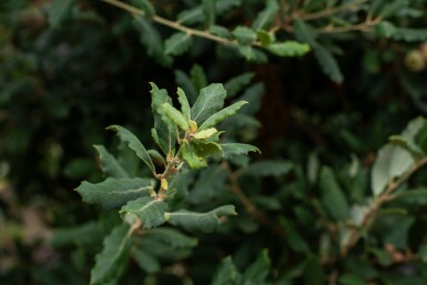 Quercus suber haute-tige